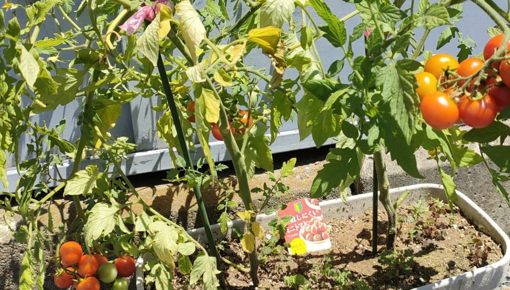 ミニトマト家庭菜園